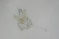 Tenaga nigripunctella