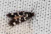 Denisia lutea