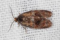 Ptycholoma lecheana