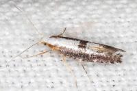 Argyresthia spinosella