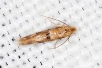 Bucculatrix ulmella