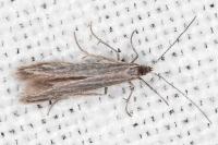 Coleophora lassella