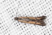 Mesophleps trinotella