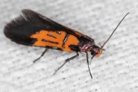 Schiffermuelleria schaefferella