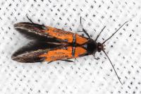 Schiffermuelleria schaefferella