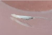 Coleophora perplexella