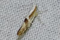 Argyresthia gr. pruniella