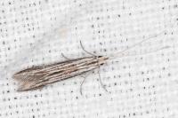 Coleophora calycotomella