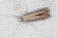 Isophrictis anthemidella