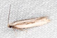 Mirificarma interrupta