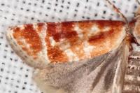 Rhyacionia buoliana