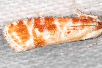 Rhyacionia buoliana