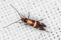 Micropterix aglaella