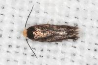 Stigmella suberivora