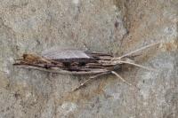 Ypsolopha scabrella