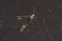 Chamaesphecia leucopsiformis