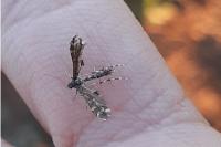 Capperia maratonica