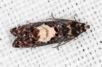 Pammene gallicolana