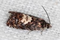 Pammene gallicolana
