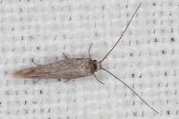 Urodeta hibernella
