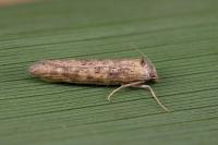 Oxypteron schawerdai