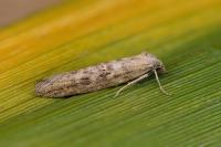 Oxypteron schawerdai