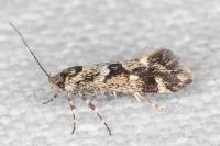 Denisia lutea