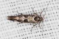 Denisia lutea