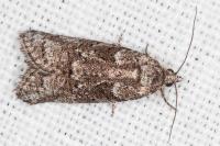 Cnephasia cupressivorana