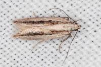 Mirificarma interrupta