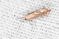Phyllonorycter lapadiella