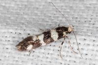 Denisia luctuosella