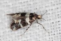 Denisia luctuosella