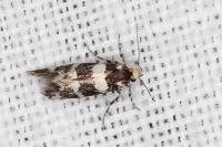 Denisia luctuosella