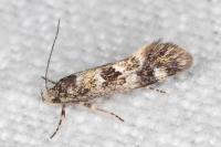 Denisia lutea