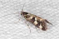 Denisia lutea