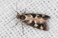 Denisia lutea
