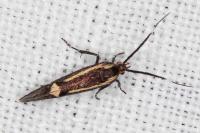 Esperia sulphurella