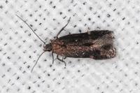 Aproaerema anthyllidella