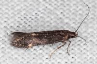 Aproaerema anthyllidella