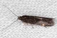Aproaerema anthyllidella