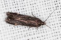 Aproaerema anthyllidella