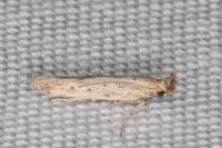 Metzneria hilarella