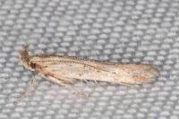 Metzneria hilarella