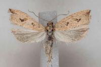 Bactra lancealana