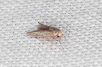 Blastobasis phycidella