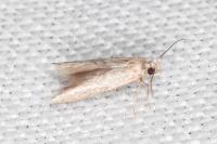 Blastobasis phycidella