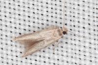 Blastobasis phycidella
