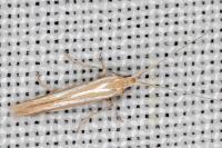Coleophora helianthemella
