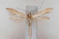 Coleophora helianthemella
